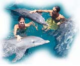 Swiming with the dolphins